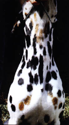 TriColor Spots on a Black Spotted Dalmatian